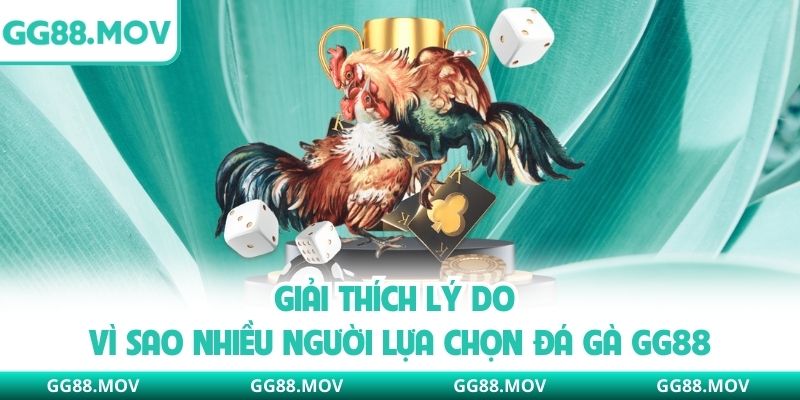 Giải thích lý do vì sao nhiều người lựa chọn đá gà GG88
